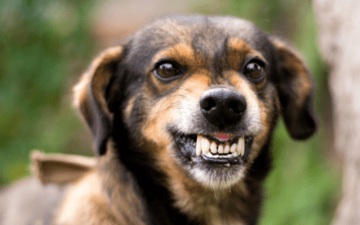Philadelphia Injury Lawyer – Dog Bite Lawyer
